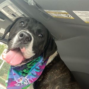 Meet your Posher, Sydney